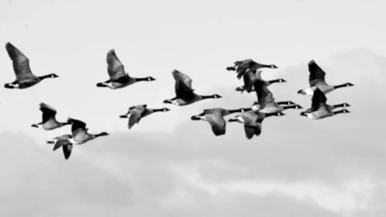 Canada geese flying in formation
